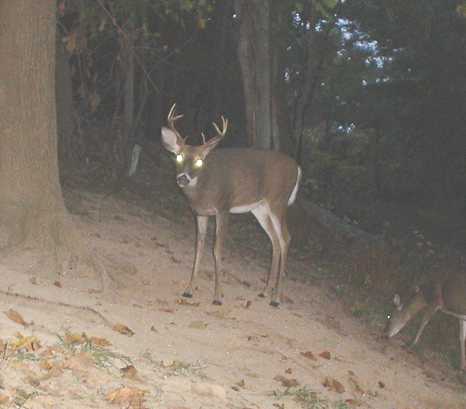 8 point buck